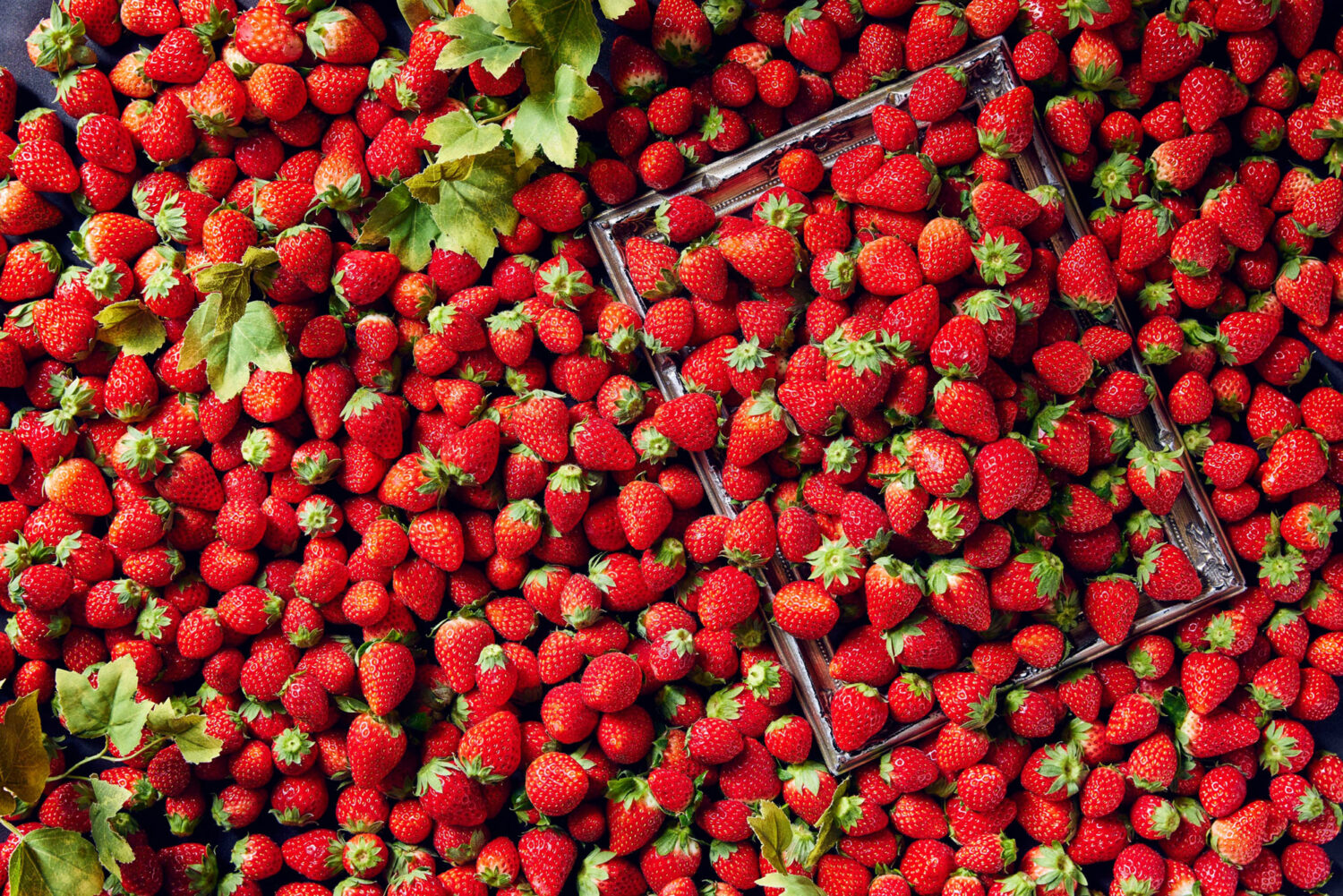 フレッシュ苺 食べ放題
