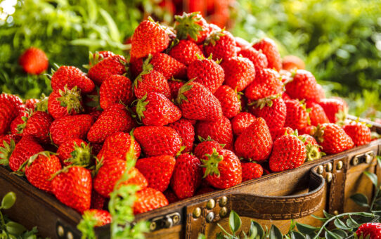 【フレッシュ苺 食べ放題】XEX 3店舗は1/15、XEX WESTは2/1より期間限定でスタート