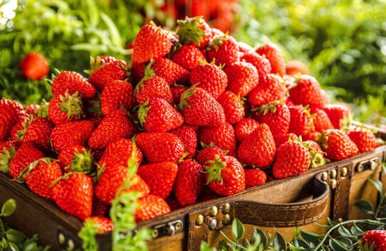 【フレッシュ苺 食べ放題】XEX 3店舗は1/15、XEX WESTは2/1より期間限定でスタート