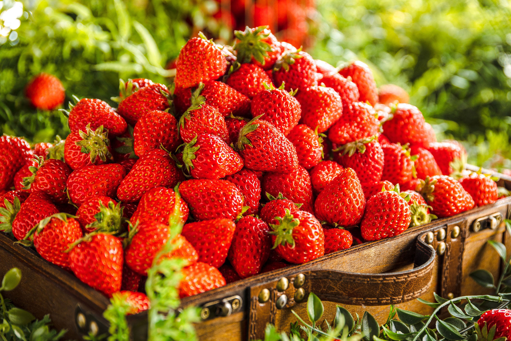 【フレッシュ苺 食べ放題】XEX 3店舗は1/15、XEX WESTは2/1より期間限定でスタート