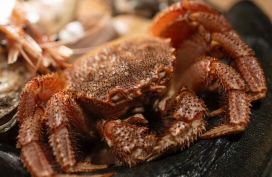 XEX WEST - GALA DINNER お料理内容